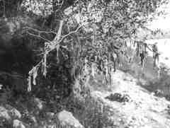 Tiberias und medschdel
